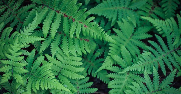 A photo of a clutch of fern fronds growing near steam vents in Iceland.