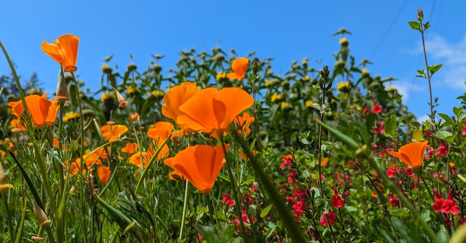 Looking uphill in the garden on a sunny spring day. Orange, pink, and yellow flowers fill the view.